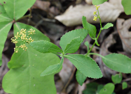 image of Thaspium trifoliatum var. aureum, Yellow Meadow-parsnip, Woodland Parsnip