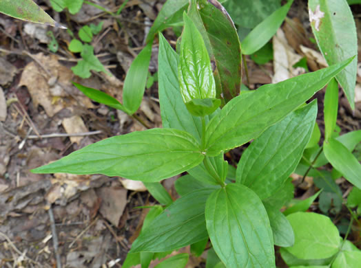 image of Spigelia marilandica, Indian-pink, Woodland Pinkroot, Wormgrass