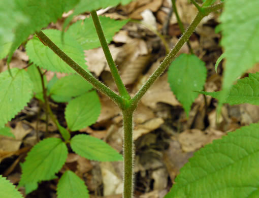 Astilbe biternata, Appalachian False Goatsbeard, Appalachian Astilbe