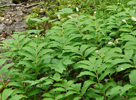 image of Maianthemum racemosum, False Solomon's Seal, Eastern Solomon's Plume, May-plume