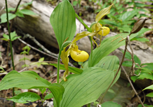 image of Cypripedium parviflorum var. pubescens, Large Yellow Lady's Slipper