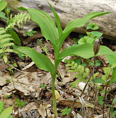 image of Cypripedium parviflorum var. pubescens, Large Yellow Lady's Slipper