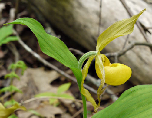 image of Cypripedium parviflorum var. pubescens, Large Yellow Lady's Slipper