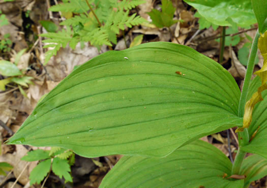 image of Cypripedium parviflorum var. pubescens, Large Yellow Lady's Slipper