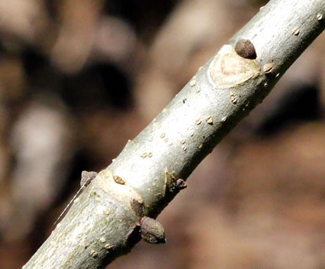 image of Fraxinus pennsylvanica, Green Ash, Red Ash