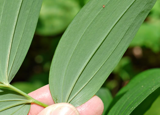 image of Polygonatum biflorum +, Smooth Solomon's Seal