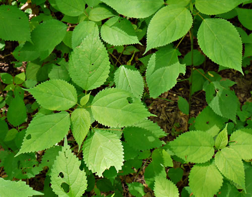 image of Laportea canadensis, Canada Wood-nettle