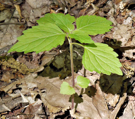 image of Phryma leptostachya, American Lopseed