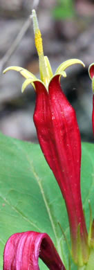 image of Spigelia marilandica, Indian-pink, Woodland Pinkroot, Wormgrass