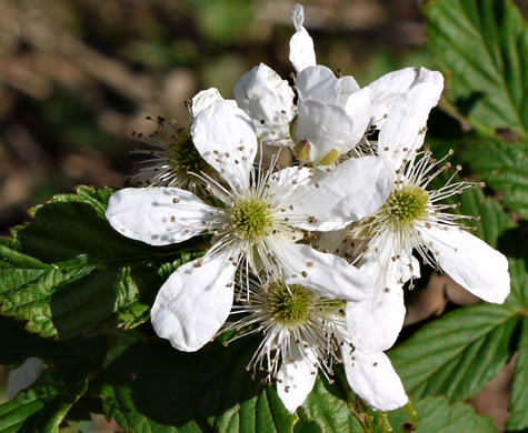 image of Rubus pensilvanicus, Pennsylvania Blackberry, Highbush Blackberry, Eastern Blackberry, Southern Blackberry