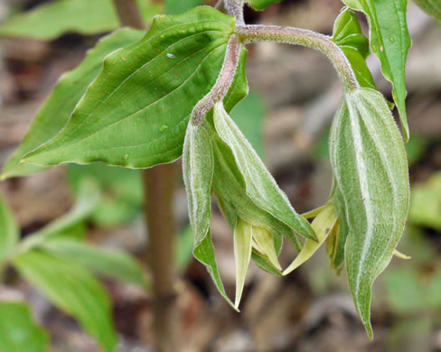 image of Prosartes lanuginosa, Yellow Mandarin, Yellow Fairybells