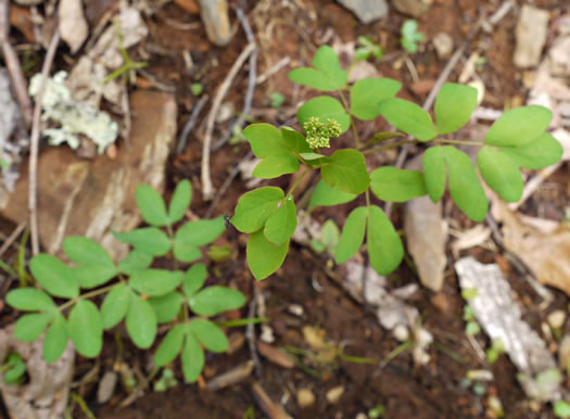 image of Taenidia integerrima, Yellow Pimpernel