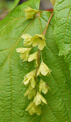 image of Acer pensylvanicum, Striped Maple, Moosewood