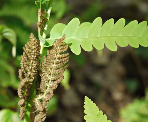 Claytosmunda claytoniana, Interrupted Fern