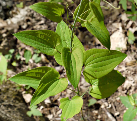 image of Smilax herbacea, Common Carrionflower, Smooth Carrionflower