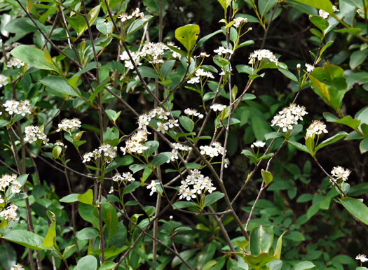 image of Aronia melanocarpa, Black Chokeberry