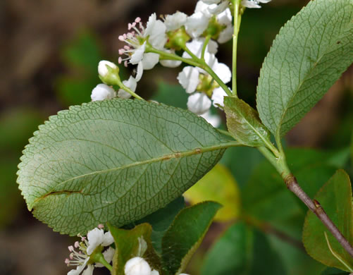 image of Aronia melanocarpa, Black Chokeberry