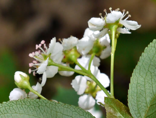 image of Aronia melanocarpa, Black Chokeberry