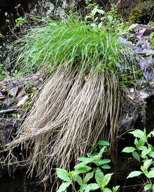 image of Carex misera, Wretched Sedge