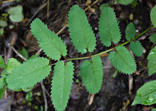 image of Sanguisorba canadensis, Canada Burnet, American Burnet, White Burnet