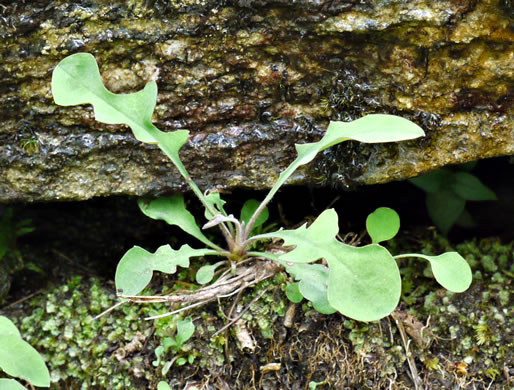 image of Krigia montana, Mountain Dwarf-dandelion, Mountain Cynthia