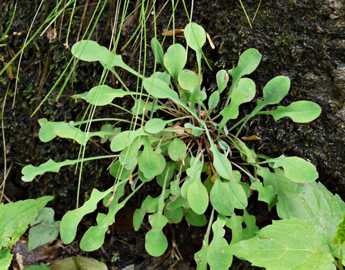 image of Krigia montana, Mountain Dwarf-dandelion, Mountain Cynthia