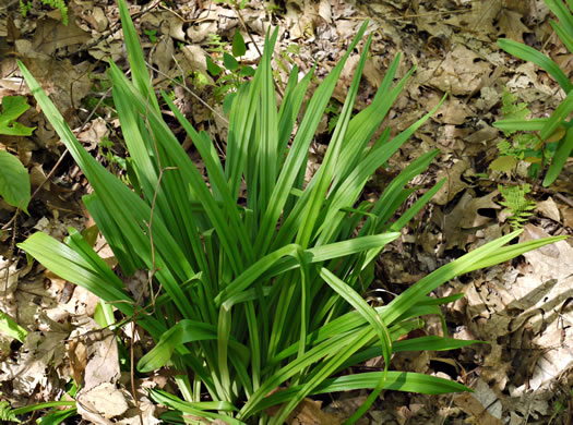 Amianthium muscitoxicum, Fly-poison