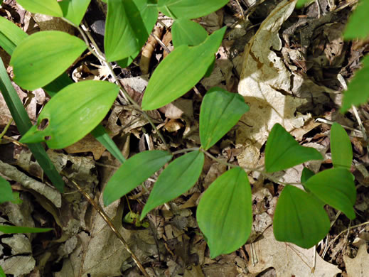 Uvularia sessilifolia, Wild-oats, Sessile-leaf Bellwort, Straw-lily