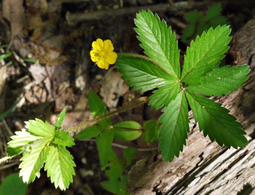 Potentilla simplex, Old Field Cinquefoil, Old-field Five-fingers, Common Cinquefoil