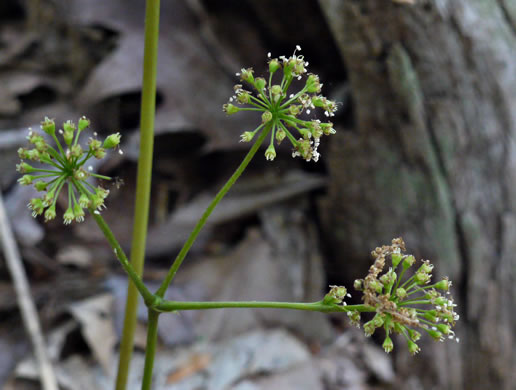 image of Aralia nudicaulis, Wild Sarsaparilla