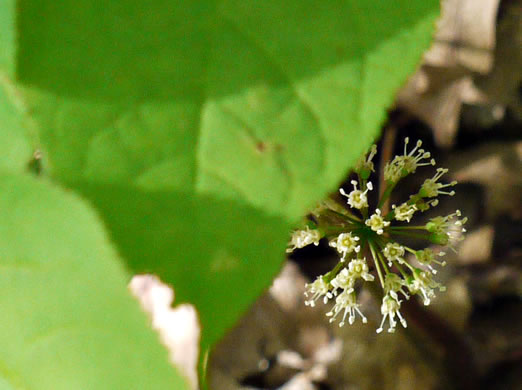 image of Aralia nudicaulis, Wild Sarsaparilla