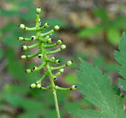 image of Actaea pachypoda, Doll's-eyes, White Baneberry, White Cohosh