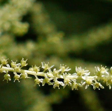 image of Aruncus dioicus var. dioicus, Eastern Goatsbeard, Bride's Feathers