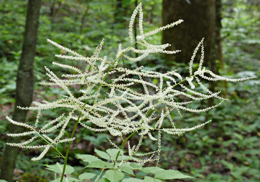 image of Aruncus dioicus var. dioicus, Eastern Goatsbeard, Bride's Feathers