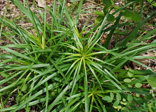 image of Liatris spicata, Dense Blazing-star, Mountain Blazing-star, Florist's Gayfeather, Dense Gayfeather