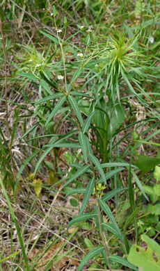 image of Euphorbia pubentissima, False Flowering Spurge, Southeastern Flowering Spurge, Southern Flowering Spurge