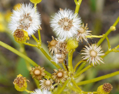 image of Packera anonyma, Small's Ragwort, Squaw-weed, Appalachian Ragwort