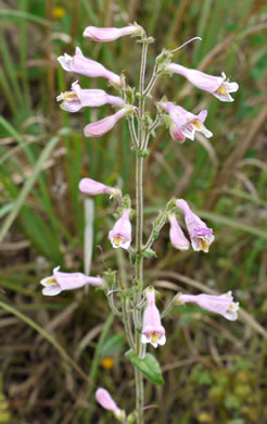 image of Penstemon australis, Downy Beardtongue, Sandhill Beardtongue, Southern Beardtongue, Southeastern Beardtongue