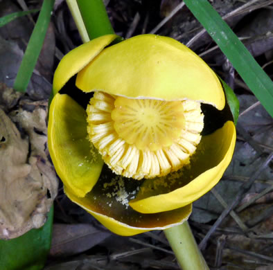 Nuphar advena, Spatterdock, Broadleaf Pondlily, Cow-lily, Yellow Pond Lily