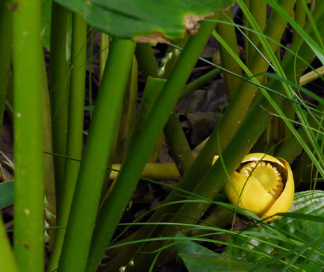 image of Nuphar advena, Spatterdock, Broadleaf Pondlily, Cow-lily, Yellow Pond Lily