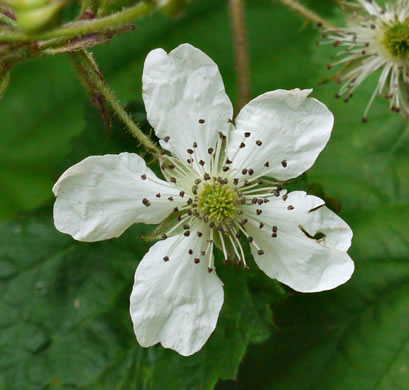 image of Rubus allegheniensis var. allegheniensis, Allegheny Blackberry