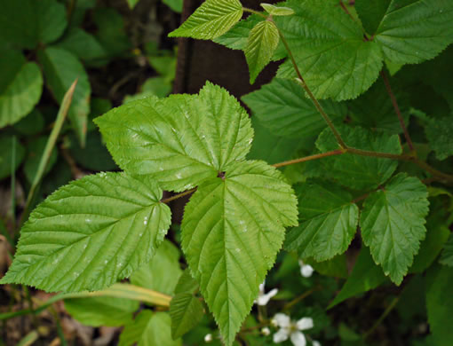 image of Rubus allegheniensis var. allegheniensis, Allegheny Blackberry