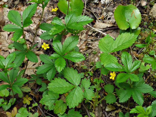 image of Potentilla simplex, Old Field Cinquefoil, Old-field Five-fingers, Common Cinquefoil