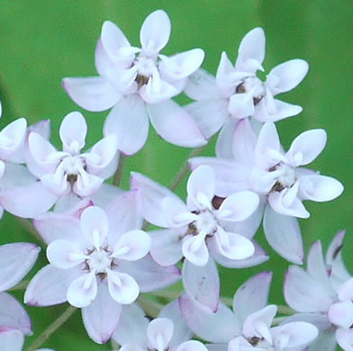 image of Asclepias quadrifolia, Fourleaf Milkweed