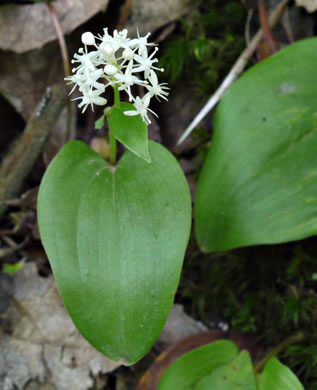 image of Maianthemum canadense, Canada Mayflower, "False Lily-of-the-valley", "Wild Lily-of-the-valley"