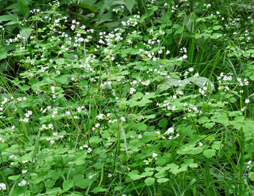 image of Thalictrum clavatum, Mountain Meadowrue, Lady-rue