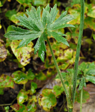 image of Ranunculus acris, Tall Buttercup, Bitter Buttercup