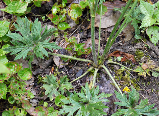 image of Ranunculus acris, Tall Buttercup, Bitter Buttercup