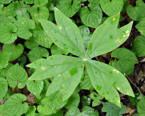 image of Podophyllum peltatum, May-apple, American Mandrake