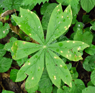 image of Podophyllum peltatum, May-apple, American Mandrake